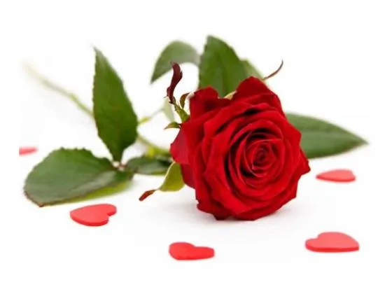 Single stemmed LUXURY ROSE — Single stemmed large headed rose available in red, white, pink or yellow At checkout, please enter t
