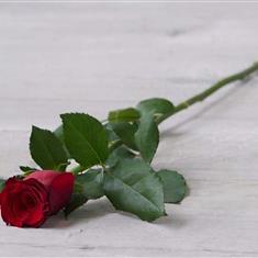 Standard Single Rose — Standard single stemmed rose available in red, white, pink and yellow At checkout, please enter the