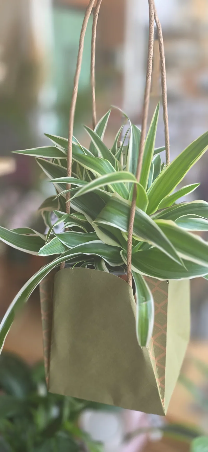 Spider Plants — One of the easiest houseplants to love — and impossible to kill, even if you're just starting out. O