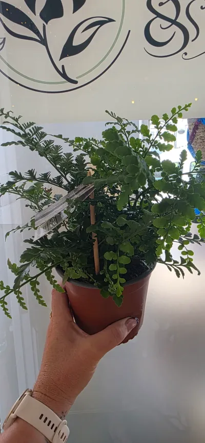 Mother Fern — Also known as the Parvati Fern, this delicate, lacy fern is as generous as it is beautiful. Fine, fe