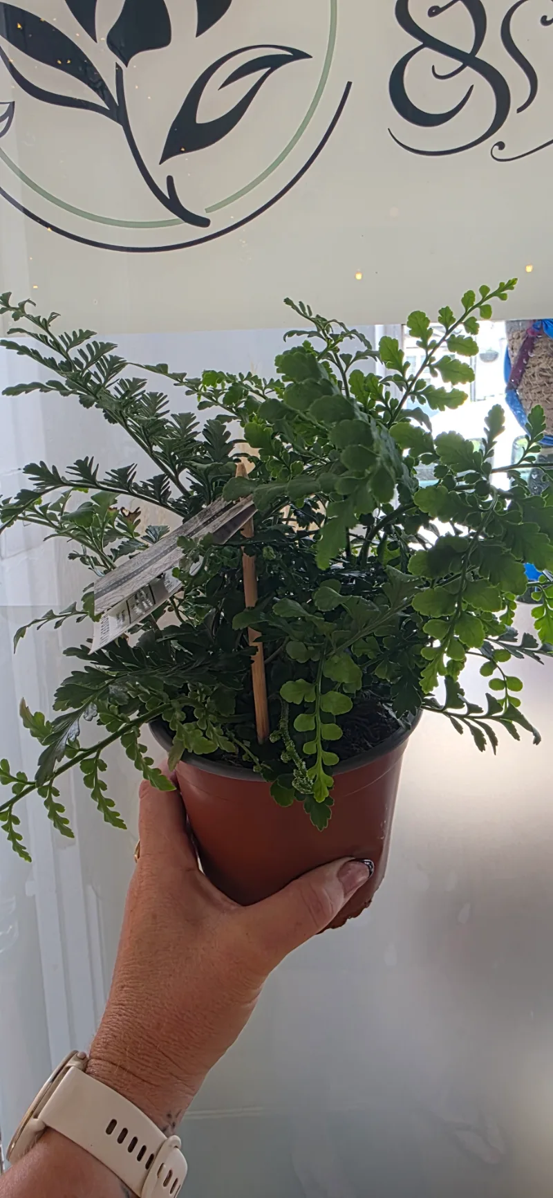Mother Fern — Also known as the Parvati Fern, this delicate, lacy fern is as generous as it is beautiful. Fine, fe