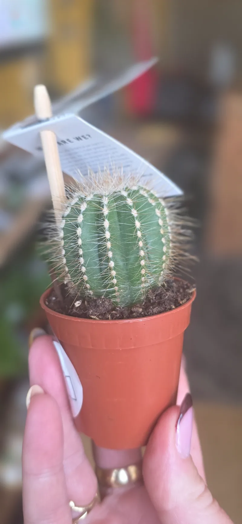 Trio of Mini Cacti — A little desert charm for your windowsill. This trio brings together three miniature cacti in a deli