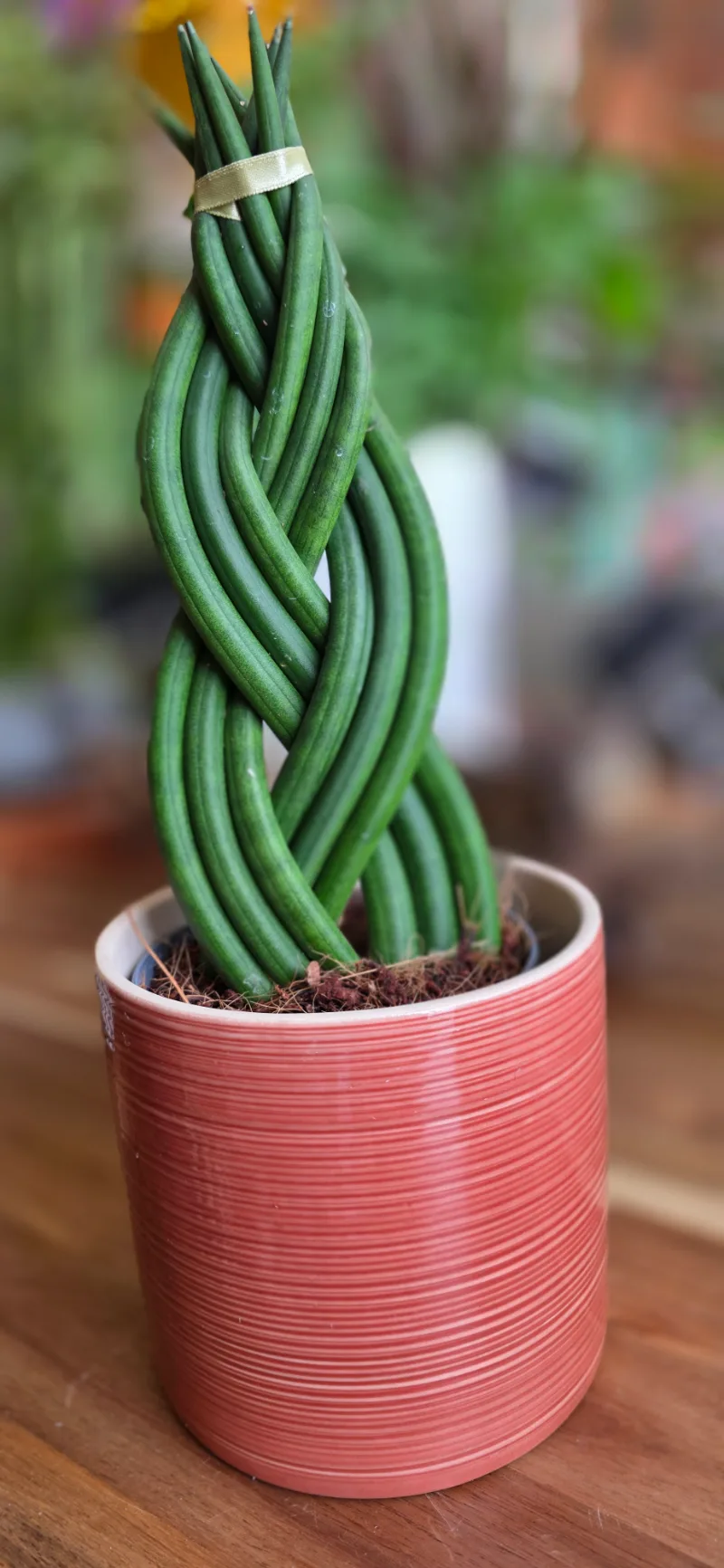 Braided Snake Plant — A striking twist on a much-loved classic. Our Braided Snake Plants feature bold, upright leaves in d