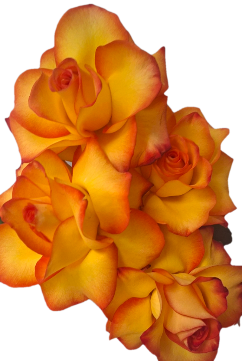 Rose Wraps — Its not merely the presence of flowers that create the impact, its the sentiment of the giver. Reque