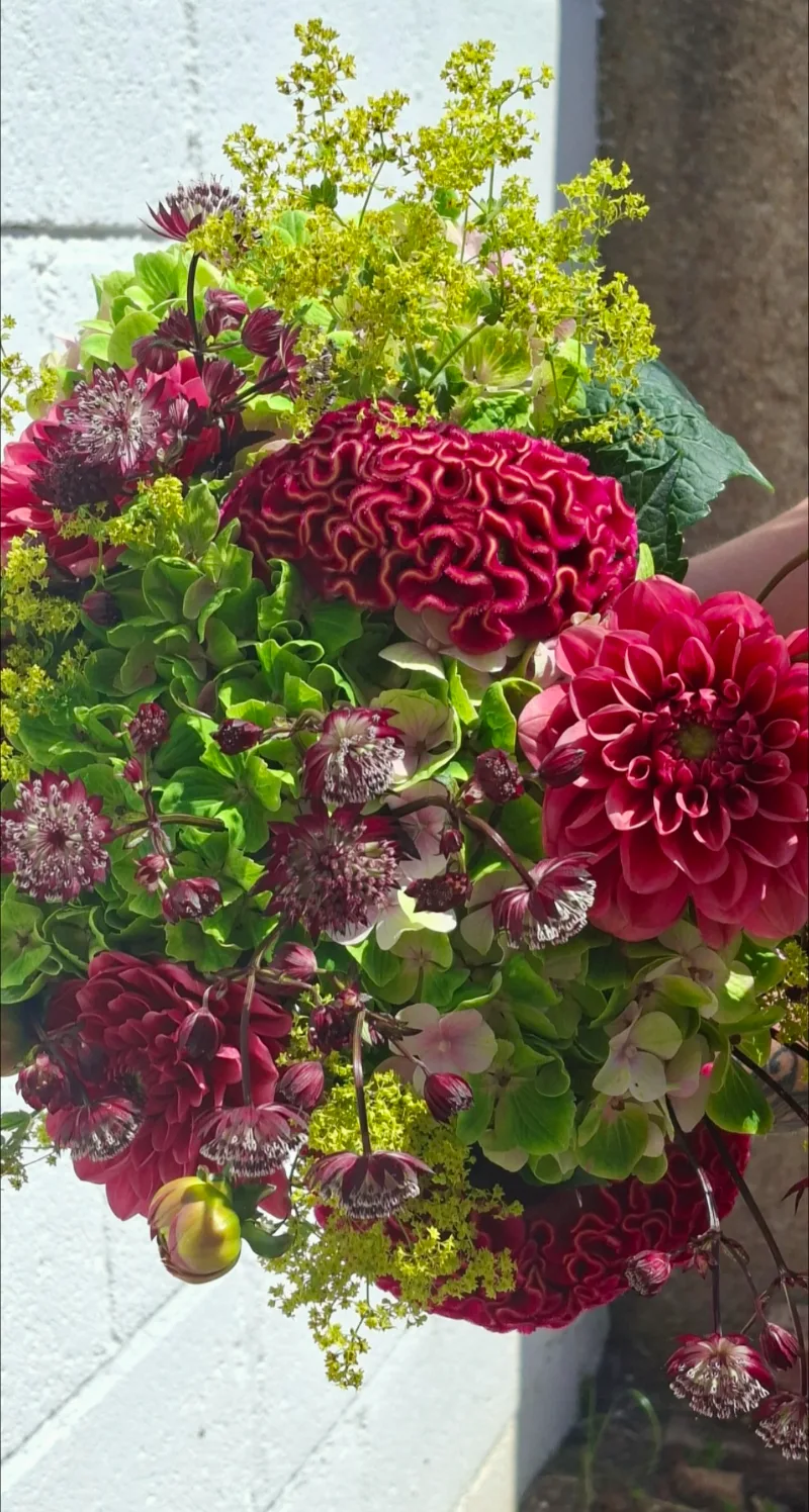 Midsummer Florals — Striking velvety textures of Celosia paired to complement new season stems of baby Dahlias, summer H
