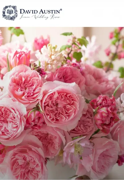 David Austin Roses   — 🌿 Renowned for their unrivalled beauty, romantic scent & colour, David Austin Rose collection are a