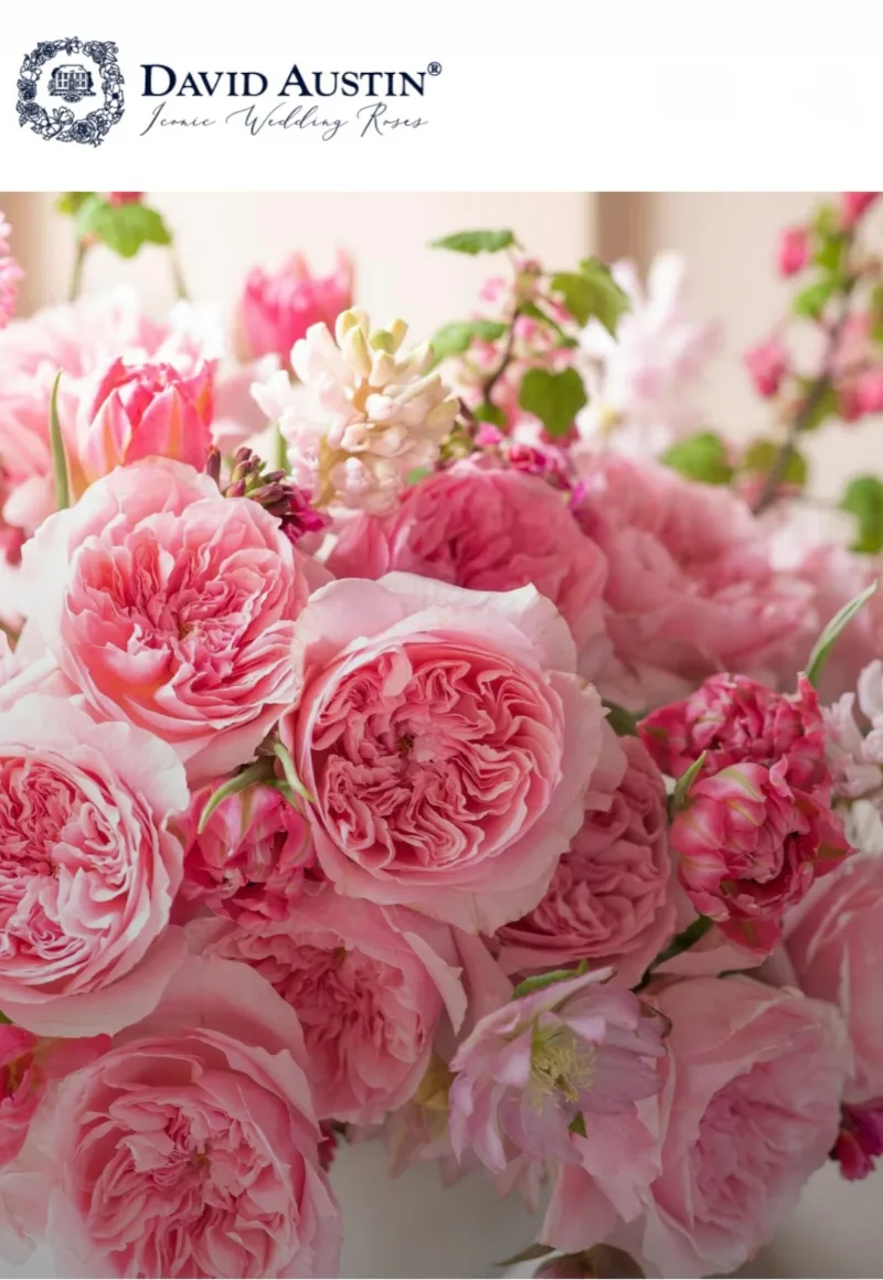 David Austin Roses — 🌿 Renowned for their unrivalled beauty, romantic scent & colour, David Austin Rose collection are a
